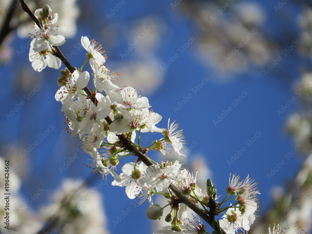 Cherry Blossom in Macro