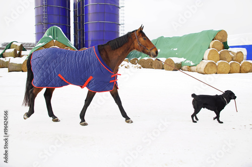 Fototapeta Naklejka Na Ścianę i Meble -  Brown horse covered with a blanket walking on a snow being pulled on a lead by a black Labrador dog