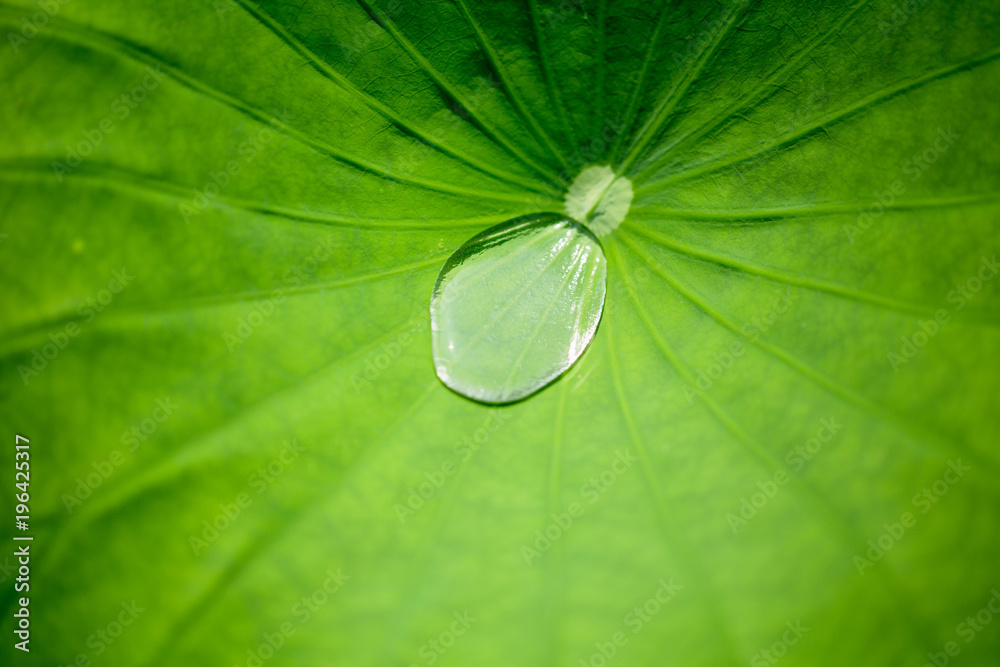Waterdrop On The Lotus Leaf Waterdrop On The Lotus Leaf