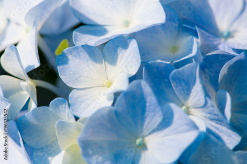 Fototapeta Naklejka Na Ścianę i Meble -  Light Blue Flowering Hydrangea Blossom