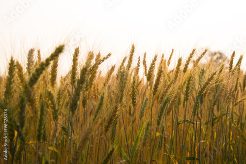 Barley in the field