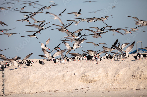 Flock of black skimmer terns Rynchops niger on the beach at Clam Pass