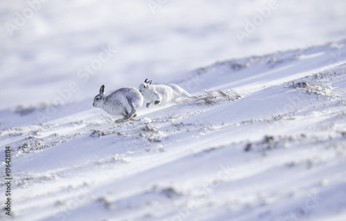 boxing mountain hares