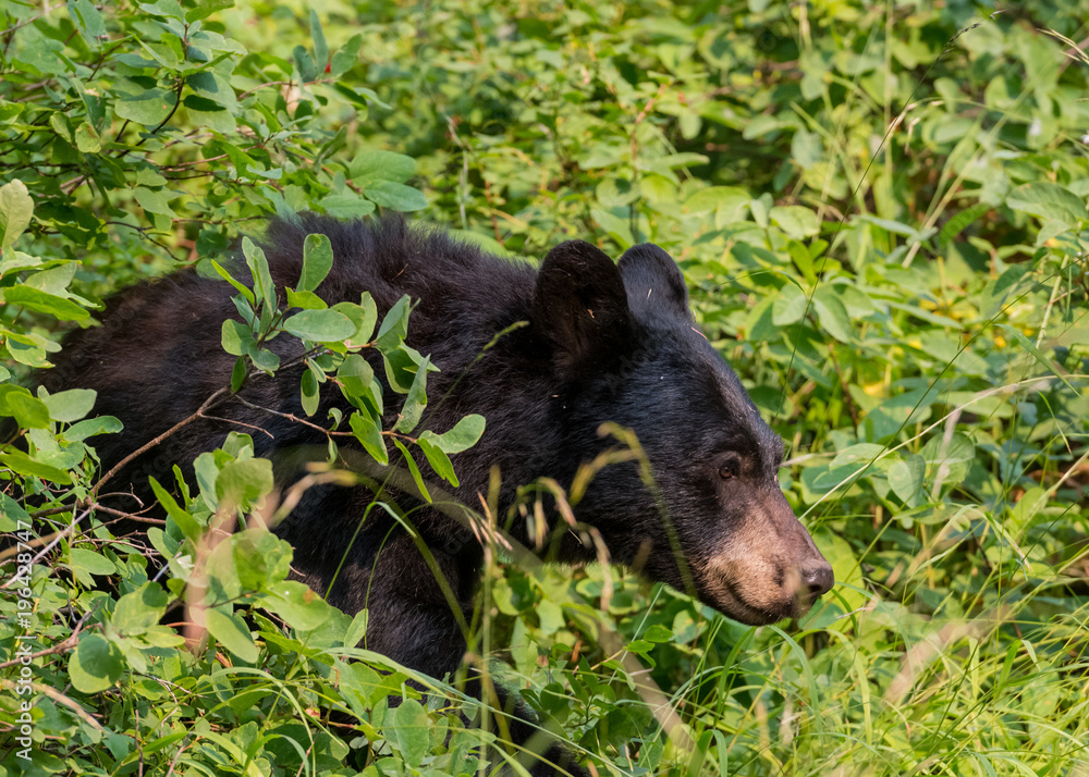 Fototapeta premium Black bear walks through thick bushes