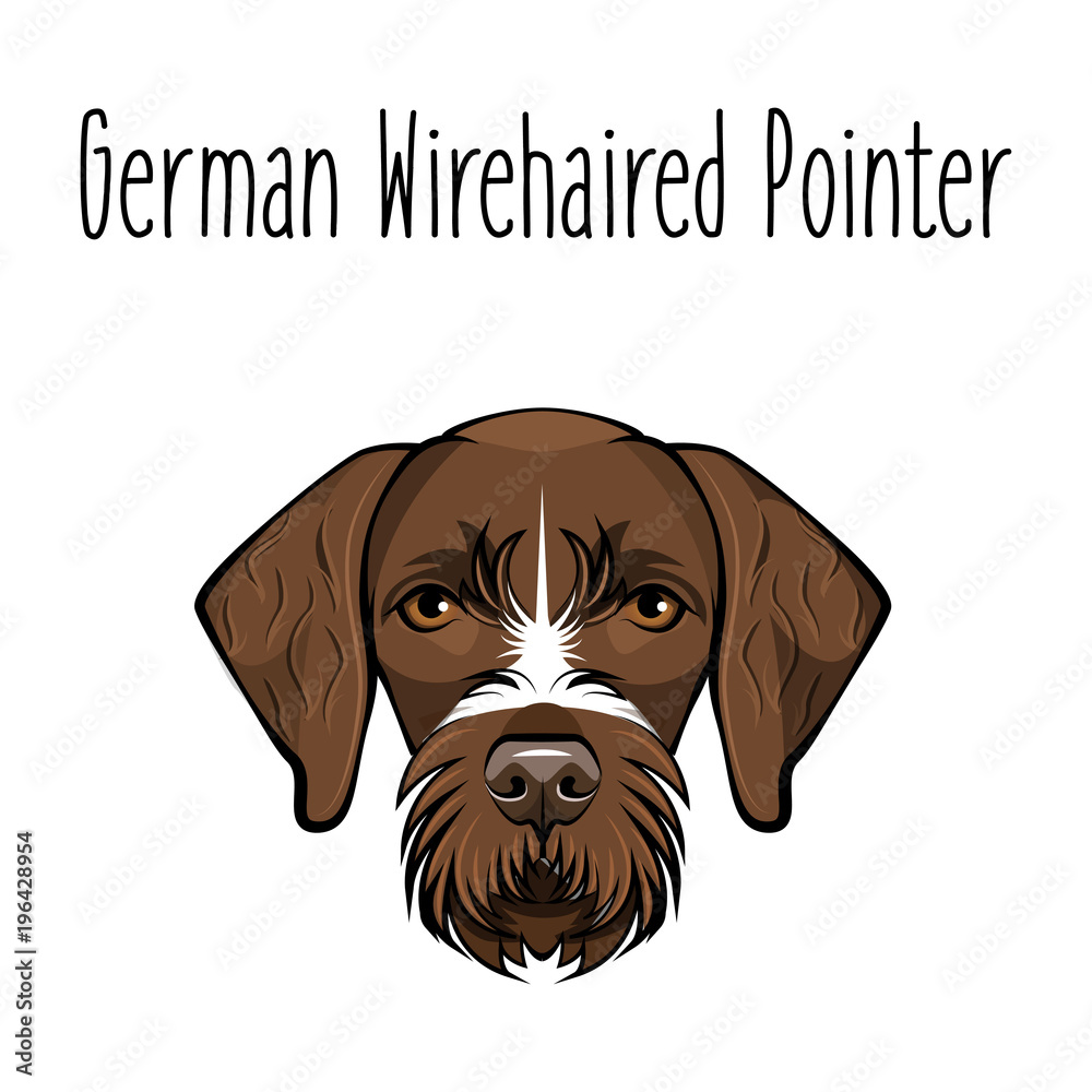 German Wirehaired Pointer. Dog breed. Brown face of hunting dog. Vector illustration. German Wirehaired Pointer. Dog breed. Brown face of hunting dog. Vector illustration.