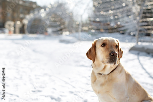 Cute lovely dog outdoors on winter day