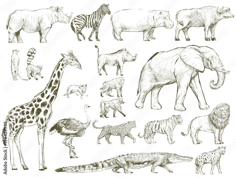 Safari wildlife animal sketch drawing set illustration Stock Illustration |  Adobe Stock