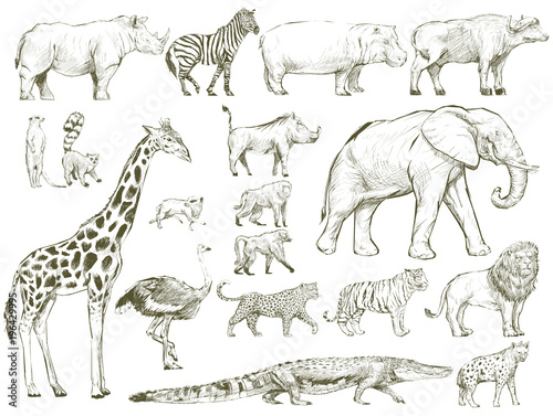 Safari wildlife animal sketch drawing set illustration