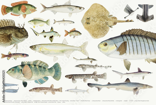 Coloured illustration of fish drawing collection