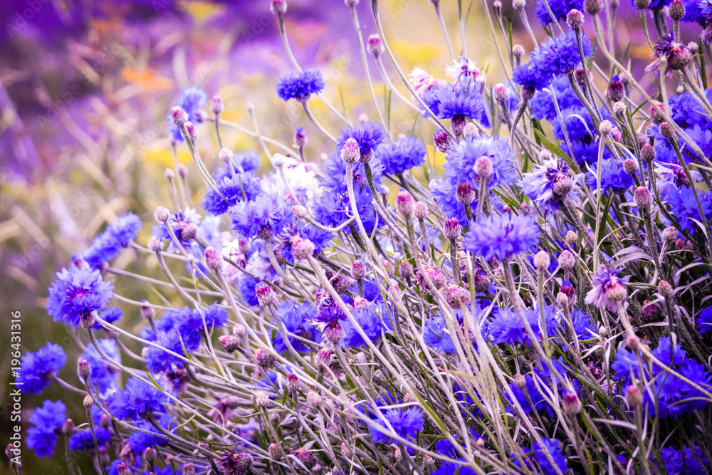 Beautiful cornflowers meadow close up