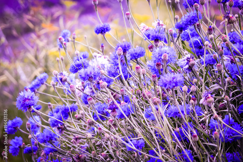 Beautiful cornflowers meadow close up