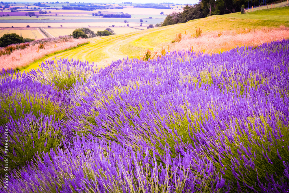 Fototapeta premium Lavender fields in England, UK