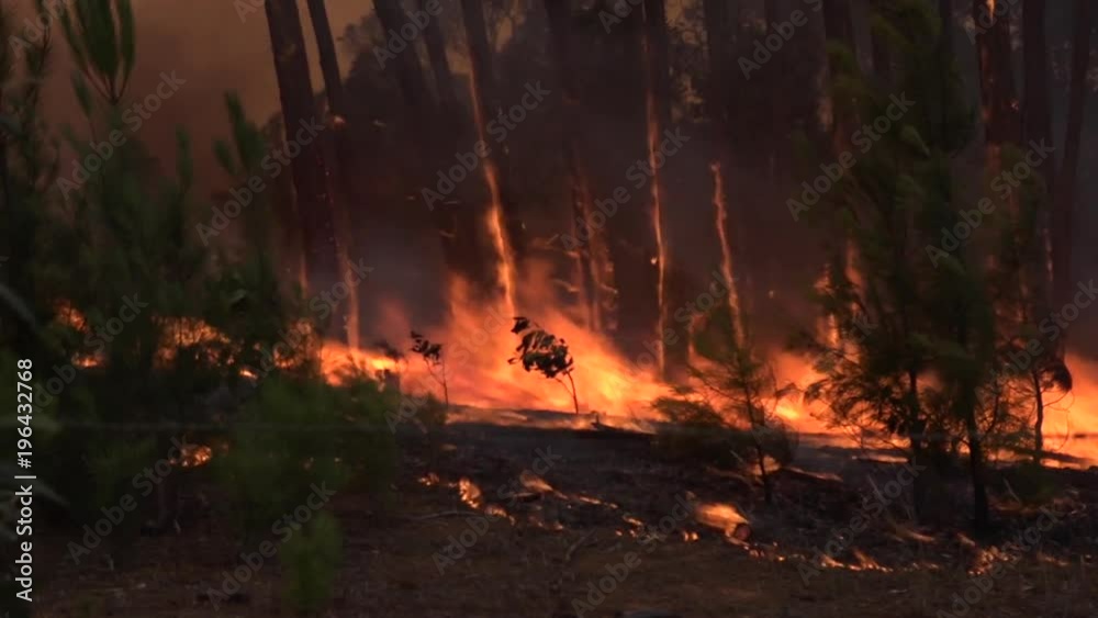 Forests burn during a massive wildfires in Australia. Forests burn during a massive wildfires in Australia.