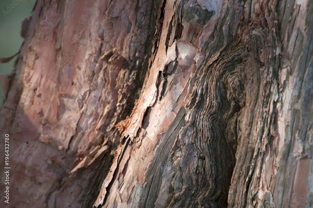 Sydney Australia, textured bark of a Biconvex paperbark tree