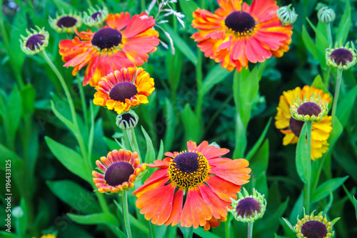 Fototapeta Naklejka Na Ścianę i Meble -  Beautiful, orange, garden flowers close up