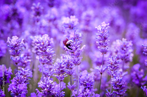 Fotografija Beautiful lavender and a bee, close up