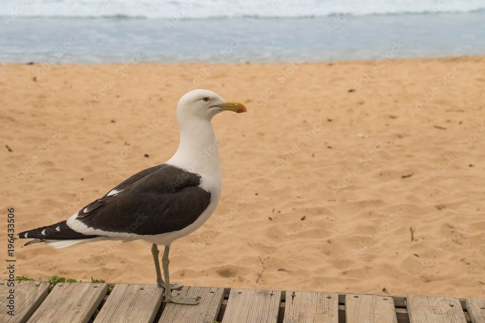 Kelp gull on the beach Kelp gull on the beach