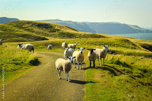 Grazing sheep at beautiful cliffs of Scotland, St Abb's Head, UK