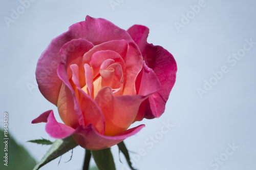 The vibrantly pink rose fully bloomed during spring