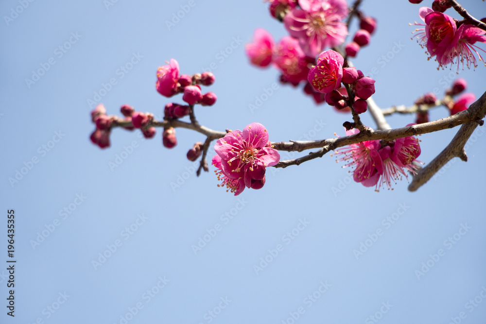 apricot flowers in spring season