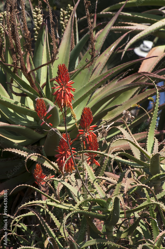 Fototapeta premium Sydney Australia, red hot poker agave in flower