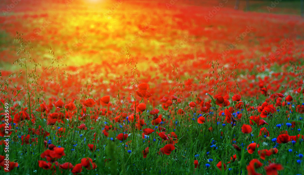 Red Wild poppies in the meadow at sunset, amazing background photo. To jest Polska – Mazury Red Wild poppies in the meadow at sunset, amazing background photo. To jest Polska – Mazury