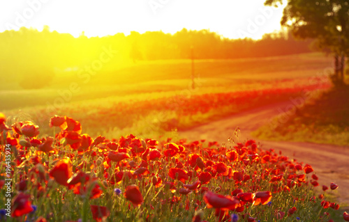 Fototapeta Naklejka Na Ścianę i Meble -  Red Wild poppies in the meadow at sunset, amazing background photo. To jest Polska – Mazury