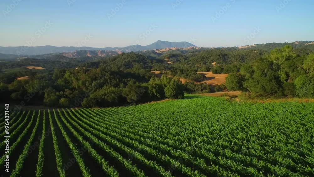 An side low aerial over vast rows of vineyards in Northern California's Sonoma County. An side low aerial over vast rows of vineyards in Northern California's Sonoma County.