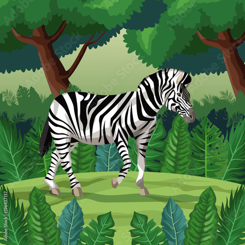Zebra in the jungle vector illustration graphic design