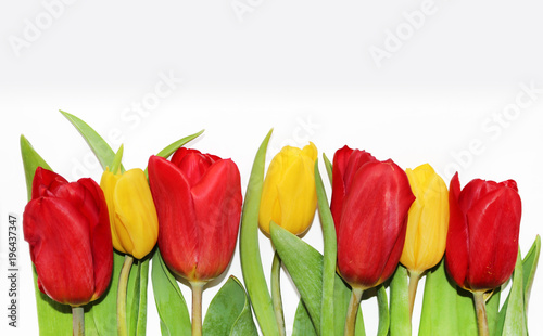 red and yellow tulips on a white background. border