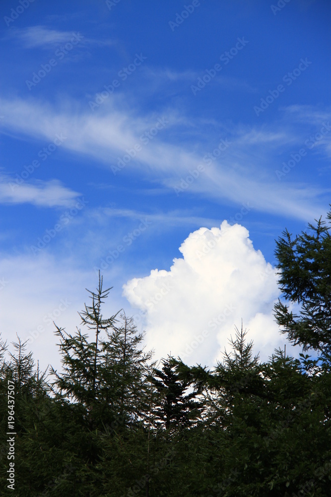 そびえたつ木々と雲 そびえたつ木々と雲