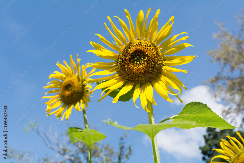 Blooming sunflower.Sunflower blossom against strong sunlight in a sunny blue sky day, low angle view and pine tree in background.