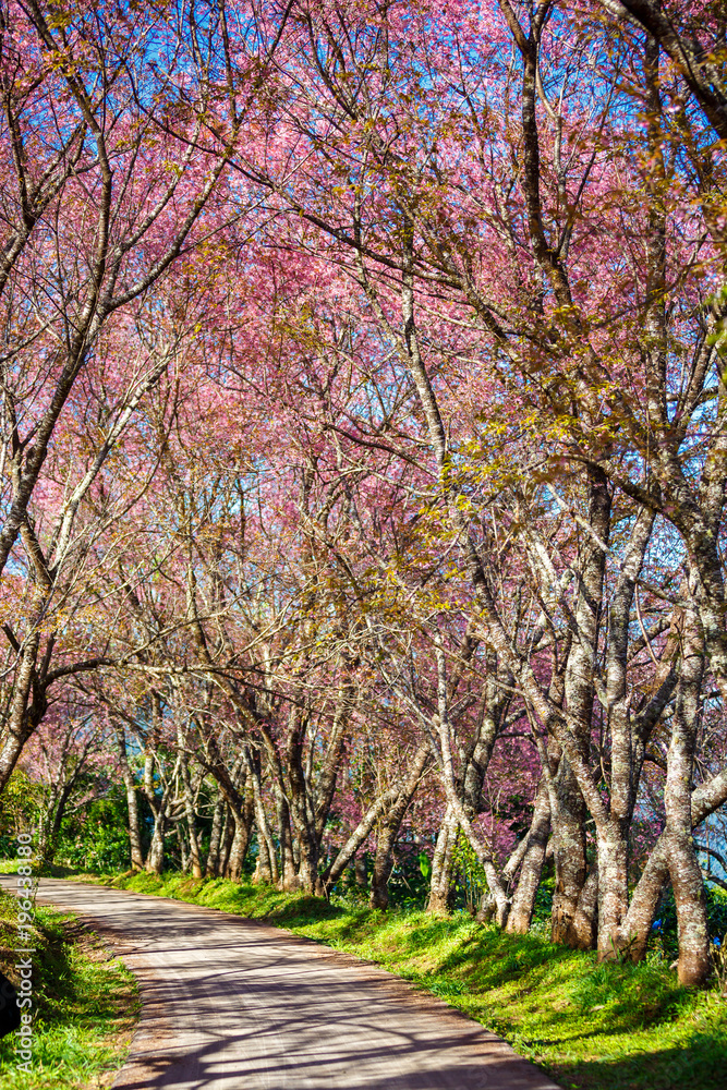 Pink Cherry Blossom Path through a beautiful road in soft light of sunset