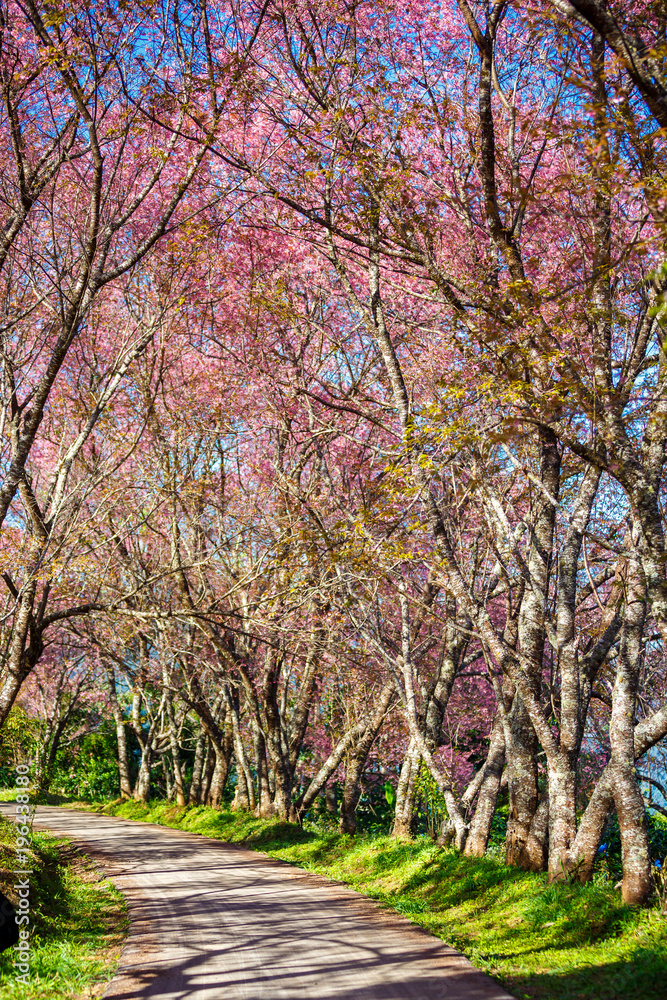 Pink Cherry Blossom Path through a beautiful road in soft light of sunset Pink Cherry Blossom Path through a beautiful road in soft light of sunset