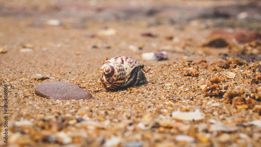 hermit crab for graphic resource or background film style photo