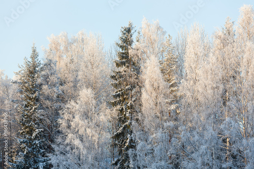 Forest trees covered in snow winter