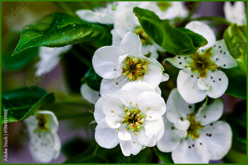 Fototapeta Naklejka Na Ścianę i Meble -  Blooming In Spring