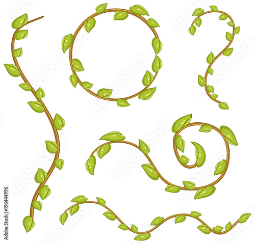 Different patterns of vine