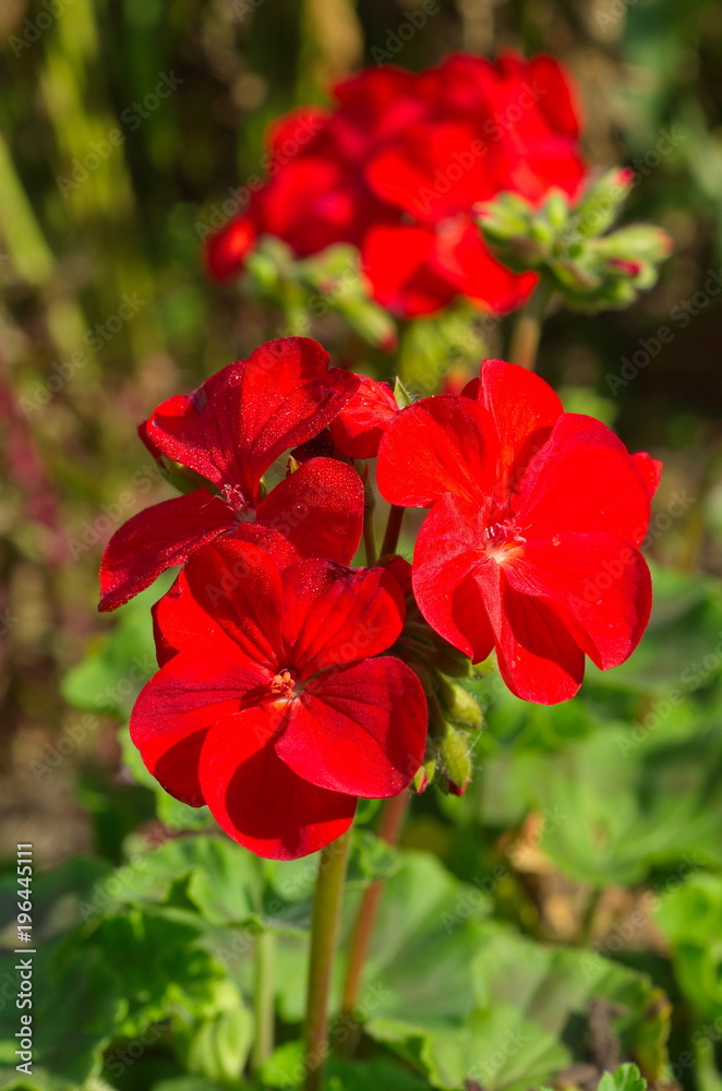 The red flowers of pelargonium zonale close-up