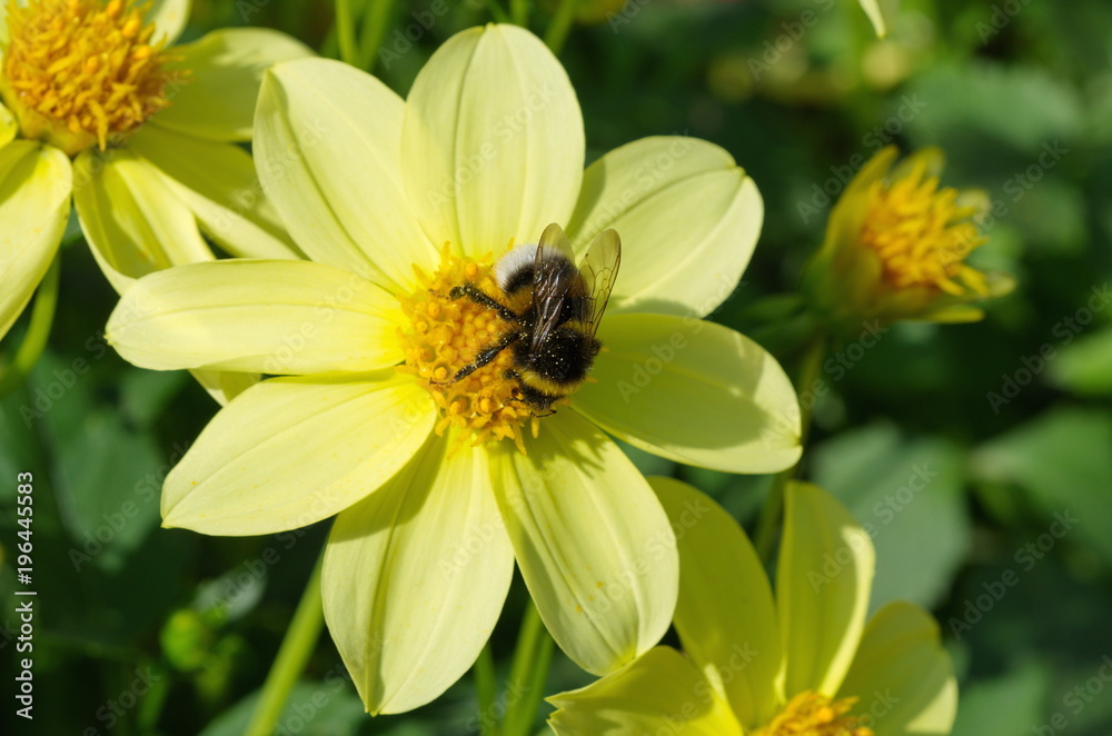 Bumblebee collects nectar on a flower of Dahlia Bumblebee collects nectar on a flower of Dahlia