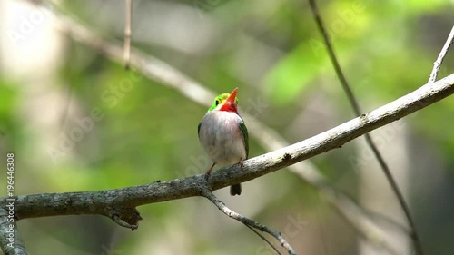 The Cuban tody bird poses on a small branch. photo