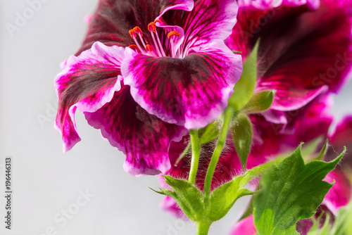 Fototapeta Naklejka Na Ścianę i Meble -  Flowers macro photo. Home flower Angel Pelargoniums. 