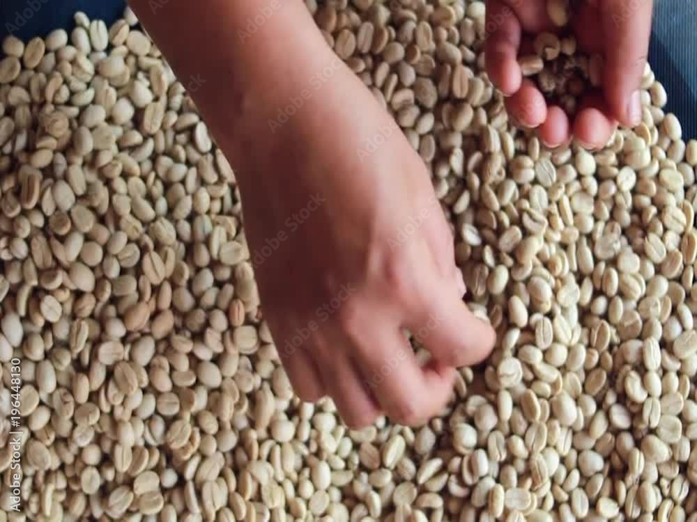 Coffee green beans hands selection of high quality Coffee green beans hands selection of high quality