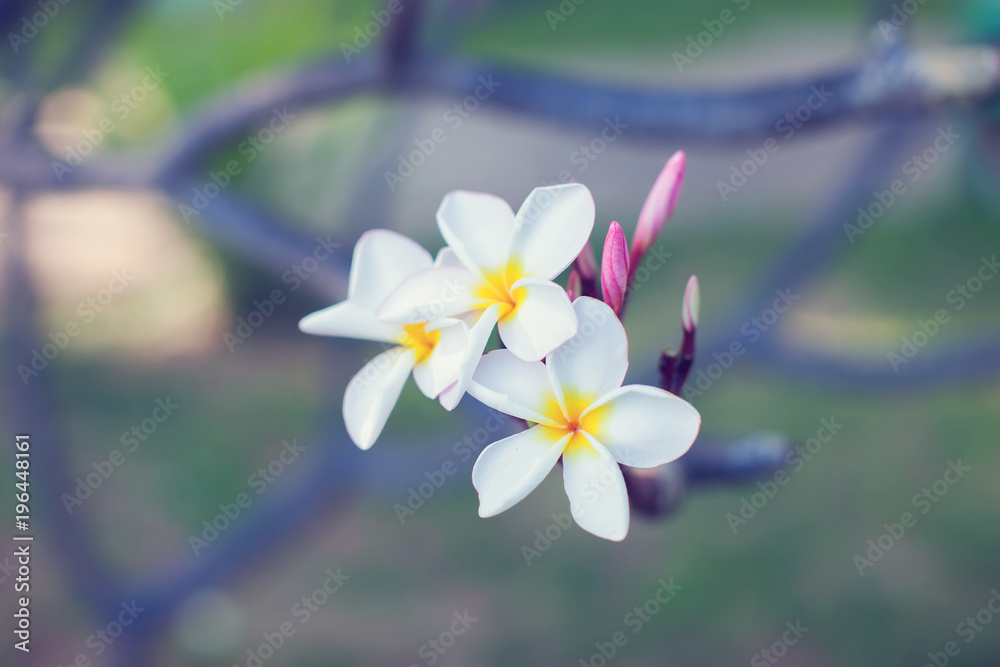 Plumeria flowers plumeria frangipani tropical flower plumeria flower are bloom Plumeria flowers plumeria frangipani tropical flower plumeria flower are bloom