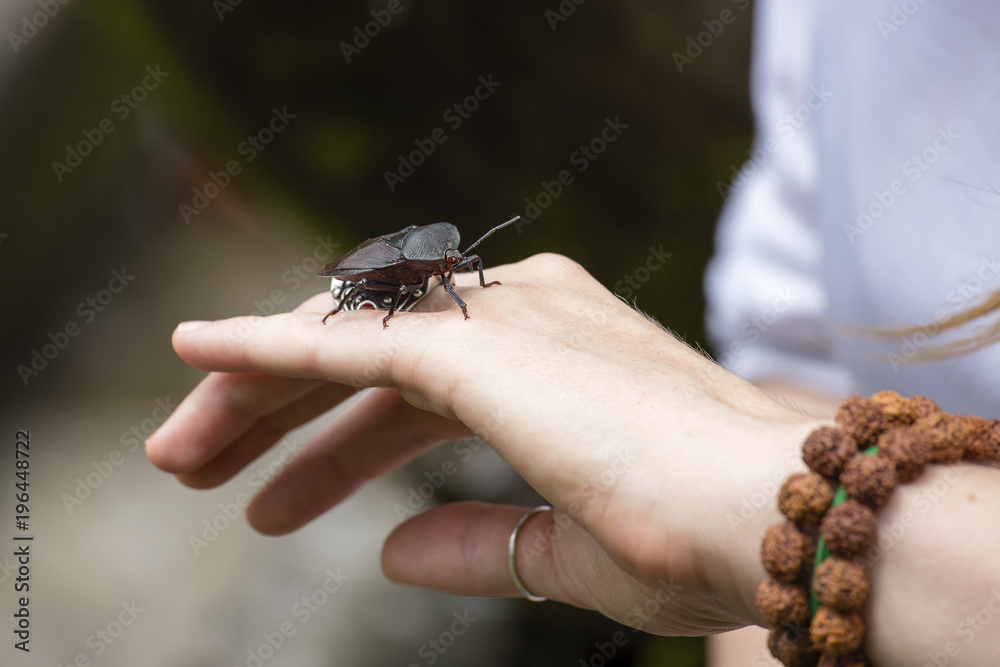 Female hand holds a beetle in the garden on the island of Bali, Indonesia