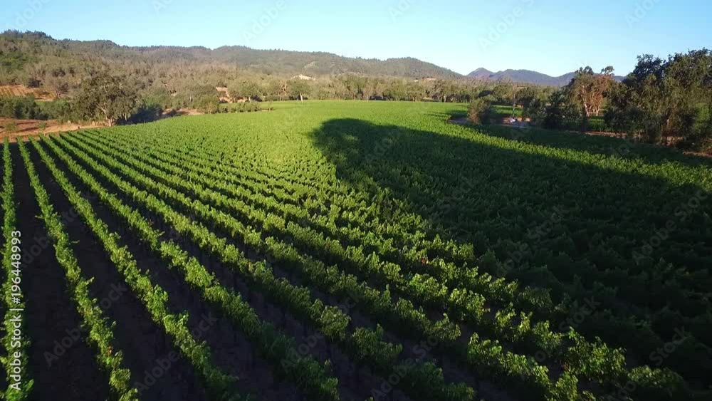 A high aerial over rows of vineyards in Northern California's Sonoma County. A high aerial over rows of vineyards in Northern California's Sonoma County.