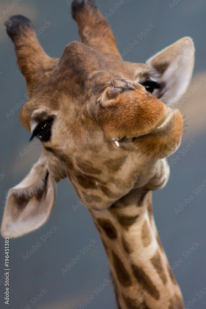 Fototapeta premium Giraffe