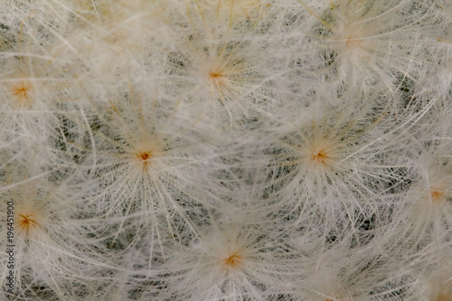 Mammillaria plumosa  is a species of flowering plant in the the cactus family.Cactus 