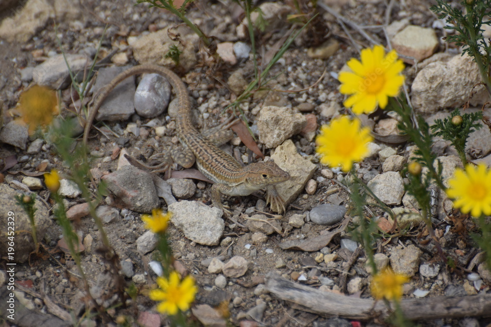 Fototapeta premium wild lizard North Cyprus