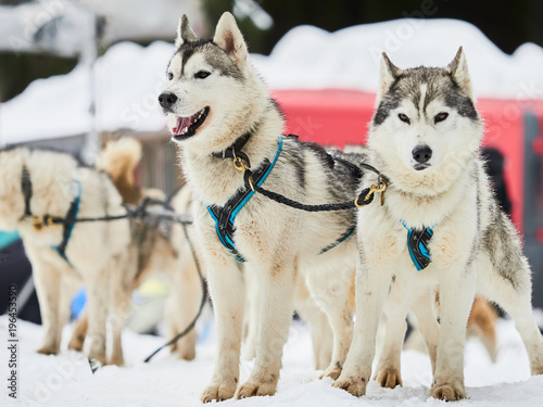 Alaskan malamutes at sleddog competition  